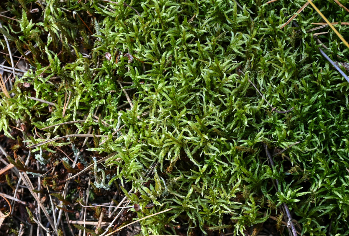 Image of Pleurozium schreberi specimen.