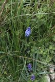 Muscari armeniacum