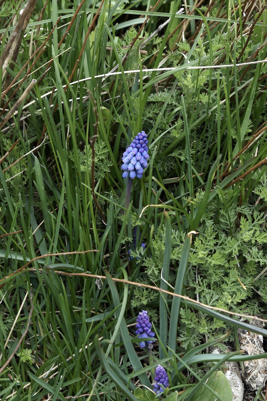 Image of Muscari armeniacum specimen.