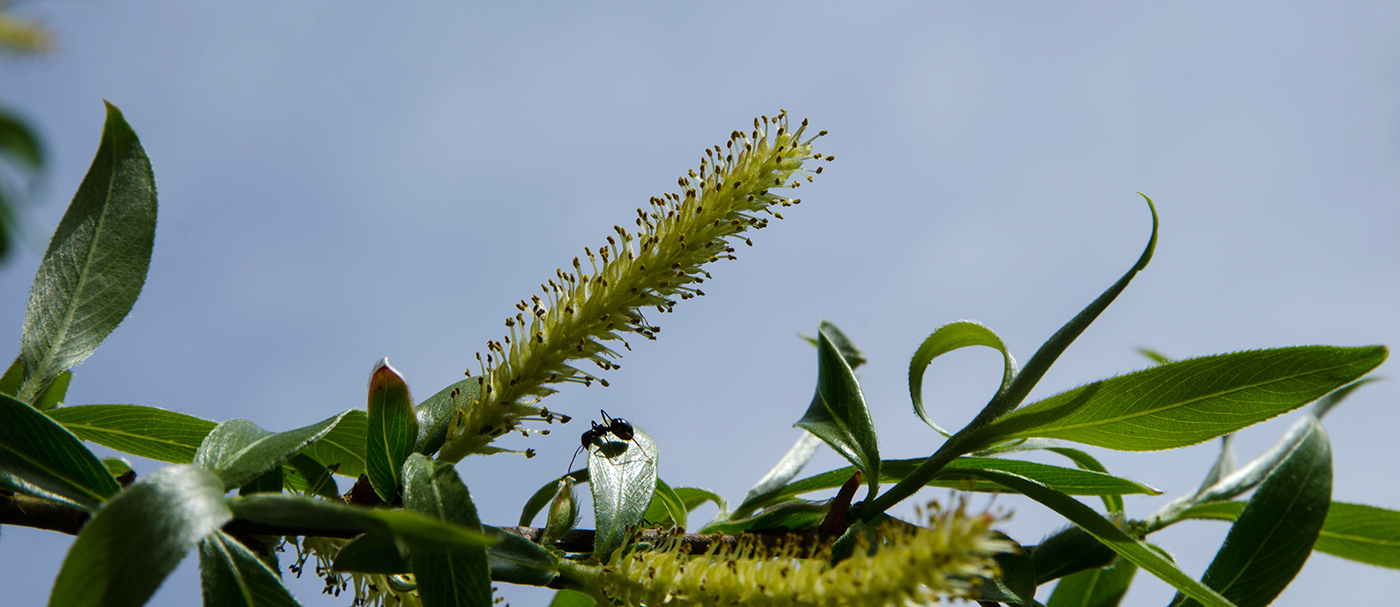 Image of genus Salix specimen.