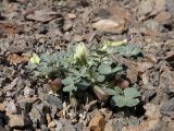 Chesneya dshungarica