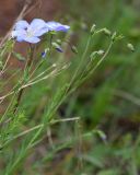Linum altaicum