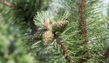 Pinus mugo. Верхушка побега с зелеными шишками. Псков (в культуре). 27.06.2006.