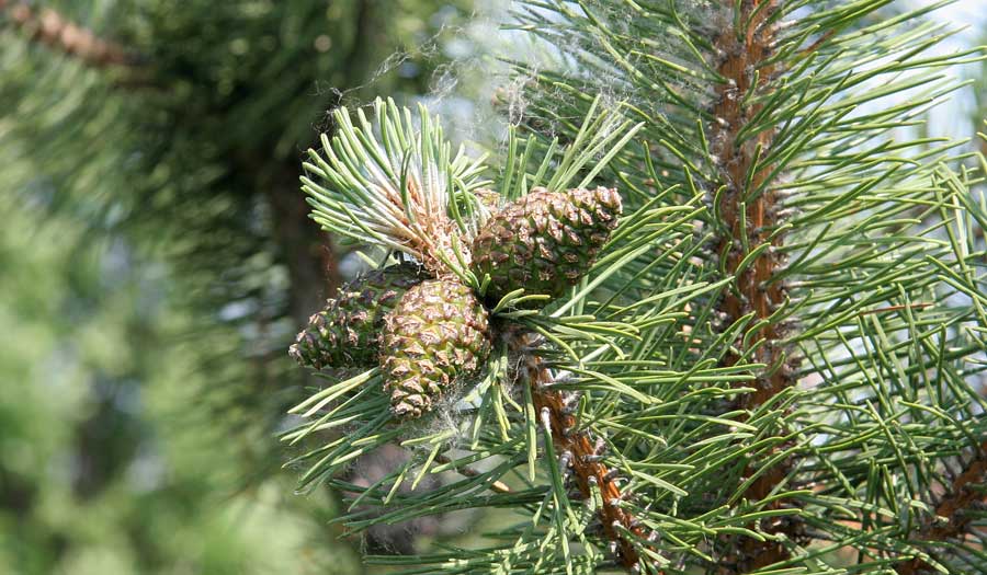 Image of Pinus mugo specimen.