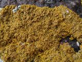 Rusavskia papillifera