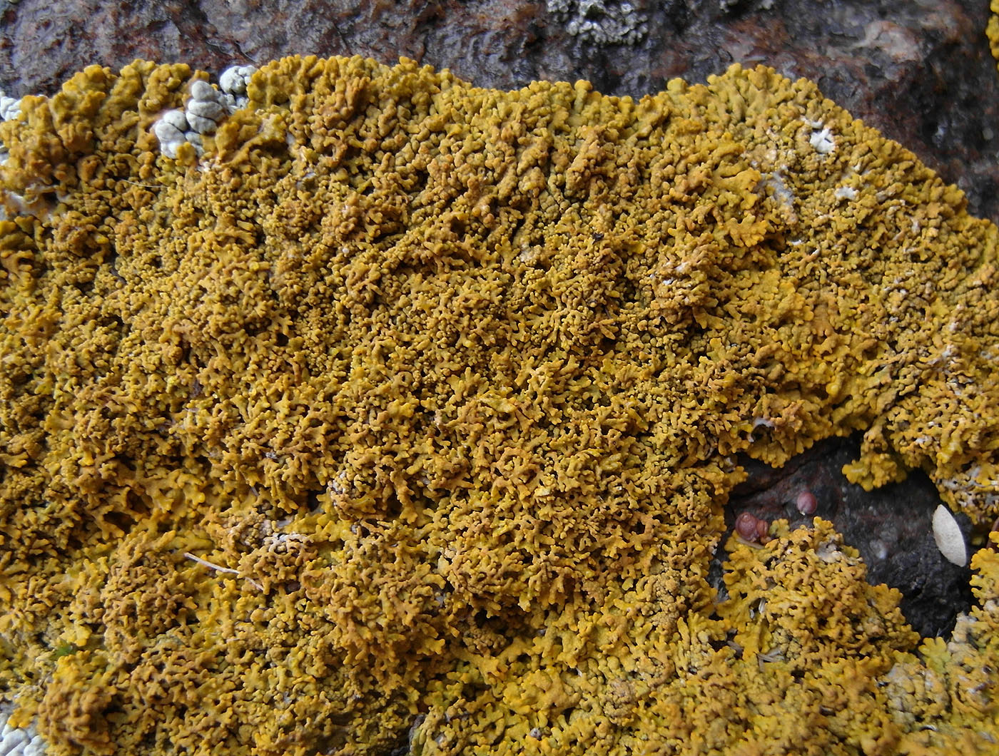 Image of Rusavskia papillifera specimen.