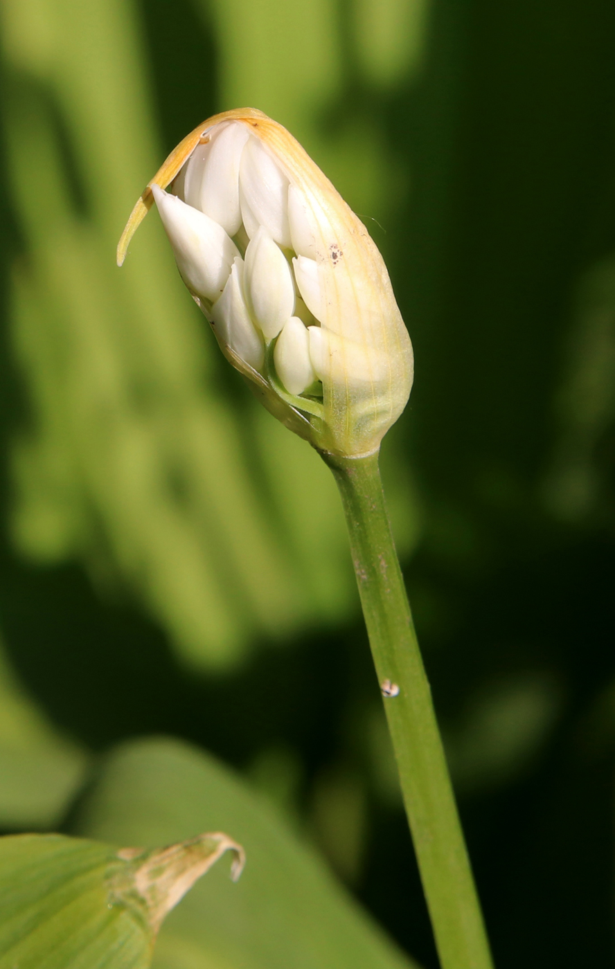 Image of Allium ursinum specimen.