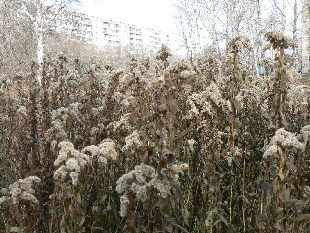 Image of Solidago canadensis specimen.