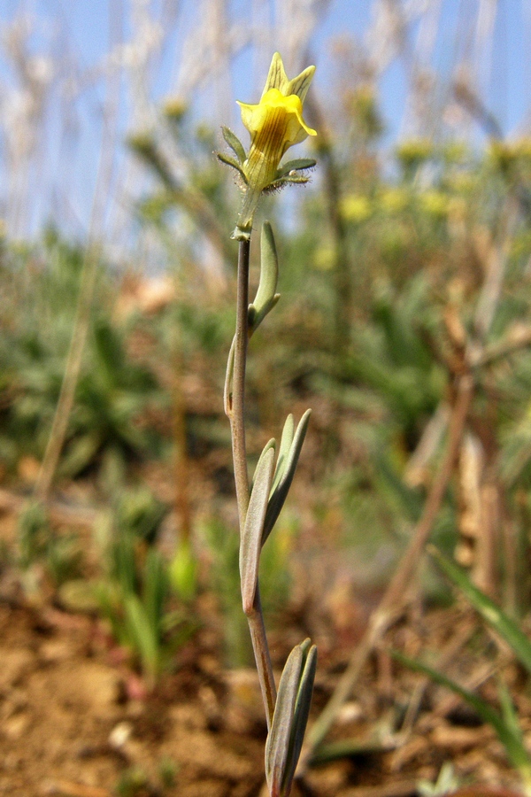 Изображение особи Linaria simplex.