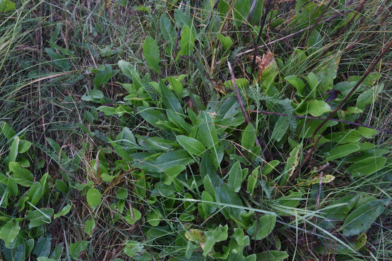Image of Rumex acetosa specimen.