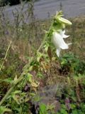 Campanula alliariifolia