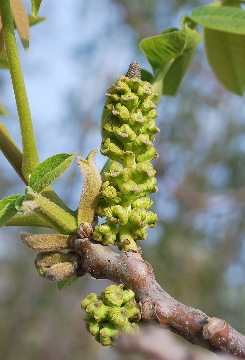 Изображение особи Juglans regia.