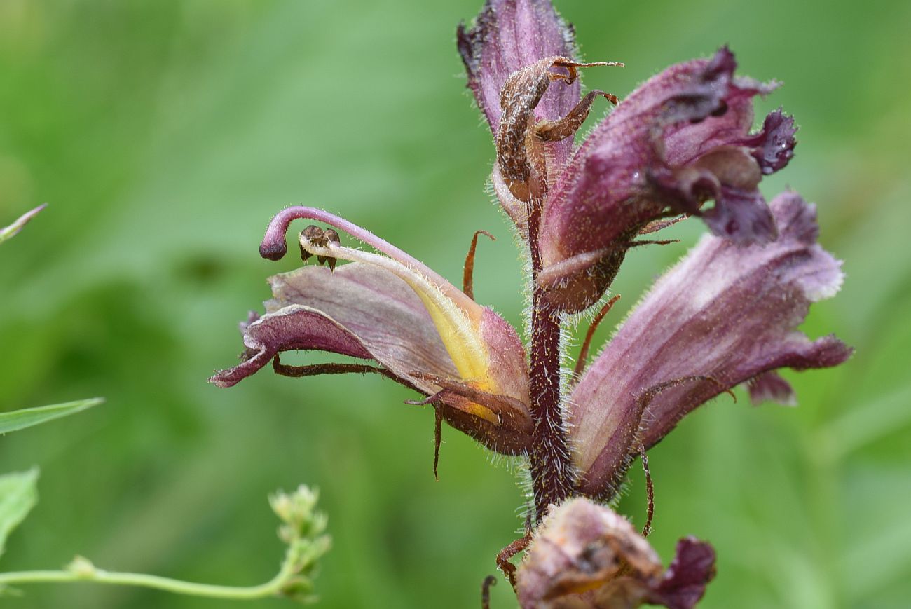 Image of Orobanche owerinii specimen.