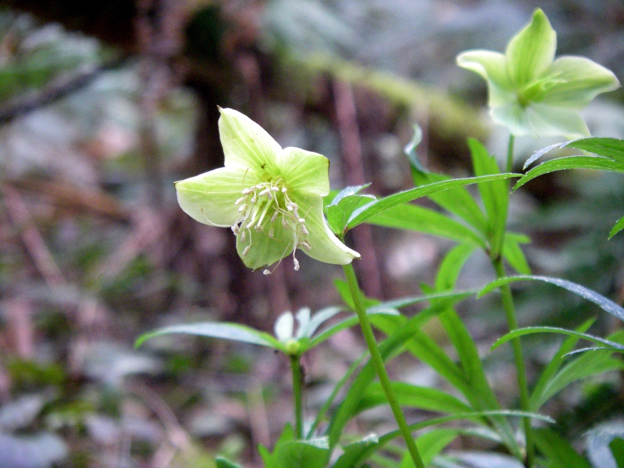 Image of Helleborus viridis specimen.