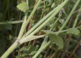 Tordylium officinale