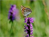 Betonica officinalis