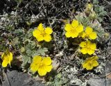 Potentilla acaulis