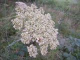 Laserpitium latifolium