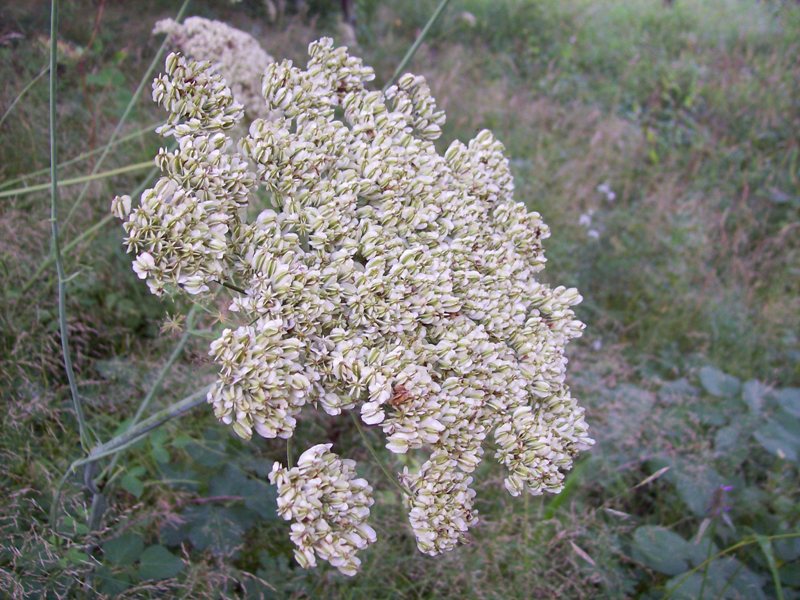 Изображение особи Laserpitium latifolium.