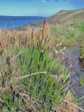 Carex cespitosa