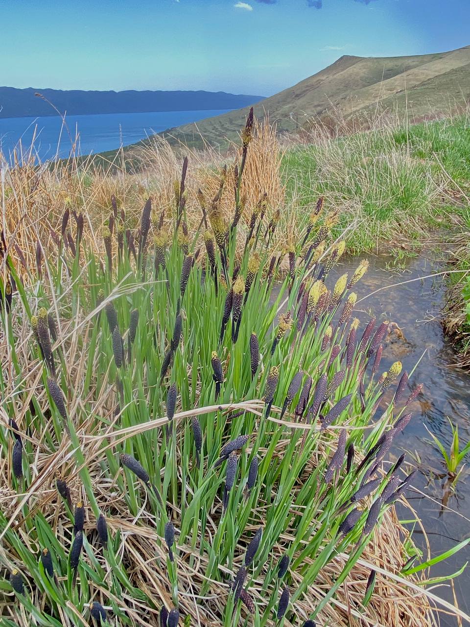 Изображение особи Carex cespitosa.