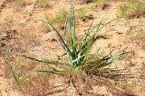 Tragopogon dubius подвид desertorum