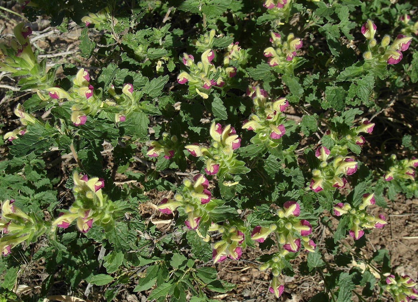 Изображение особи Scutellaria adsurgens.
