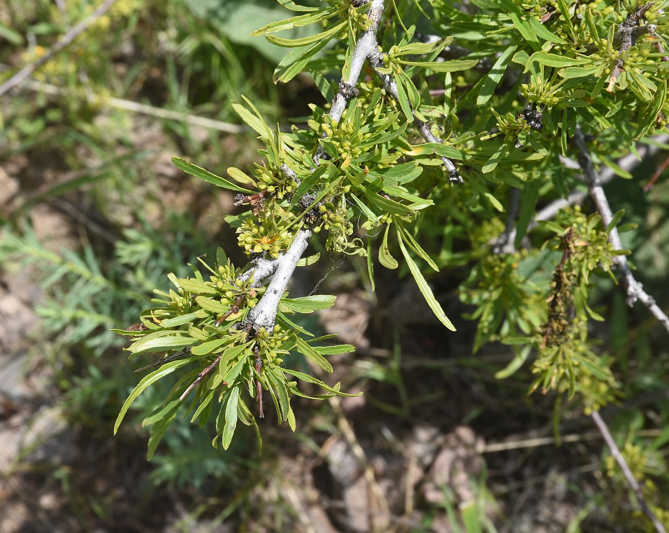 Изображение особи Rhamnus erythroxyloides.