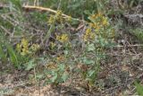 Euphorbia undulata