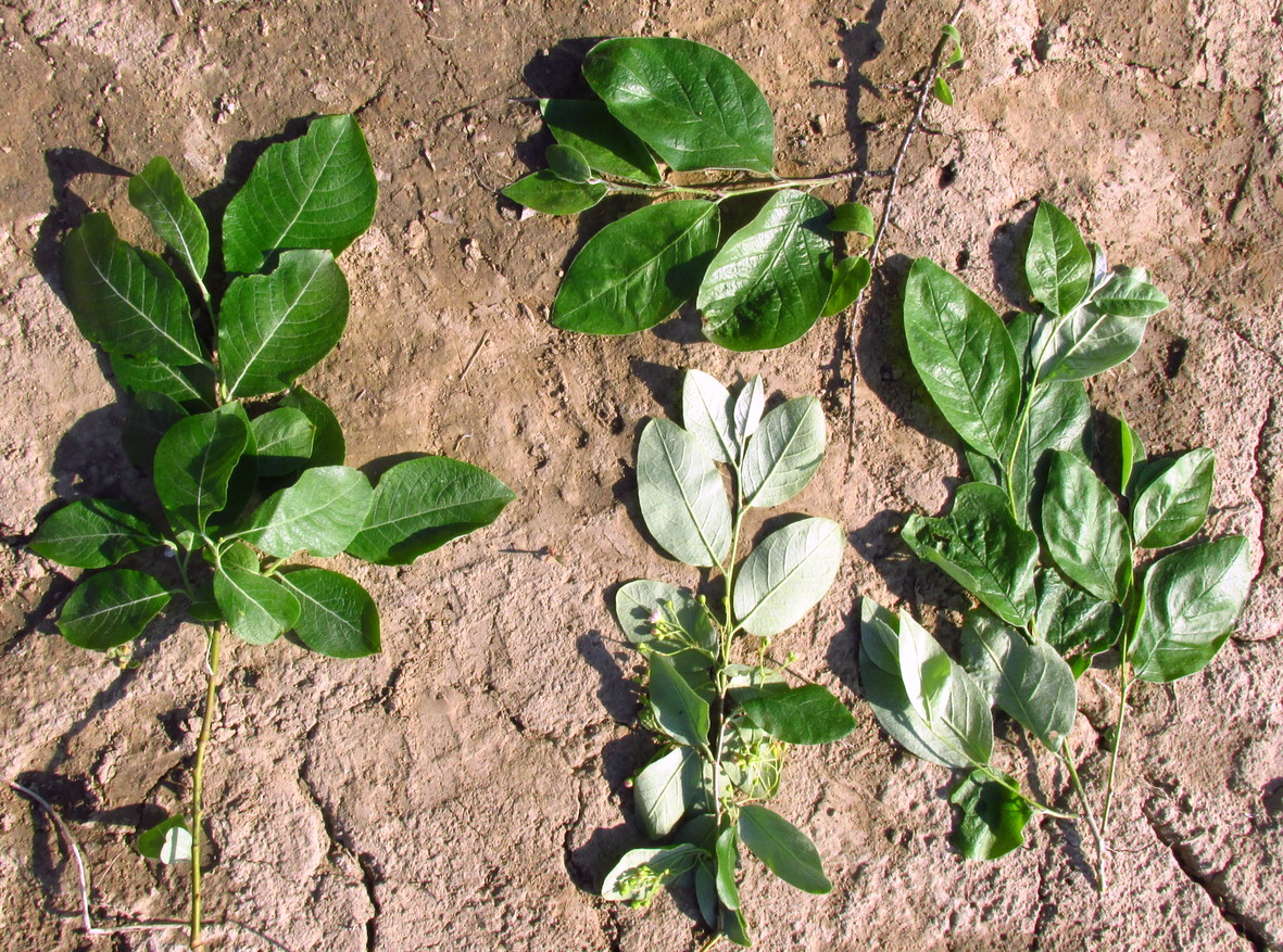 Изображение особи Cotoneaster messerschmidtii.