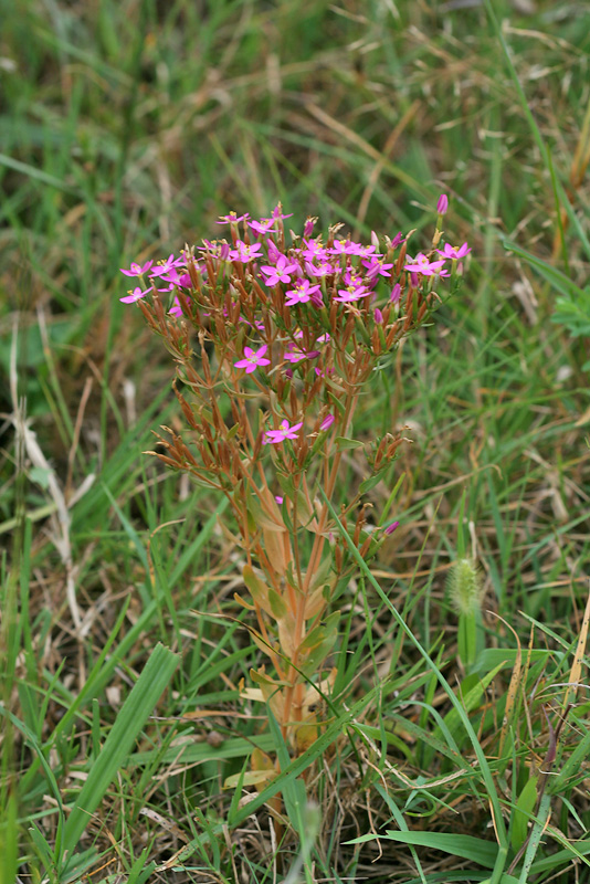 Image of Centaurium erythraea specimen.