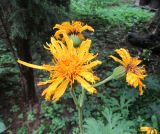 View full-size image Ligularia japonica