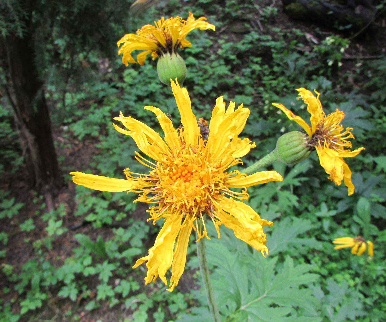 Изображение особи Ligularia japonica.