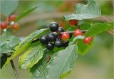 Frangula alnus. Часть ветви с плодами разной степени спелости. Московская обл., Раменский р-н, окр. дер. Хрипань, садовый участок. 31.07.2025.