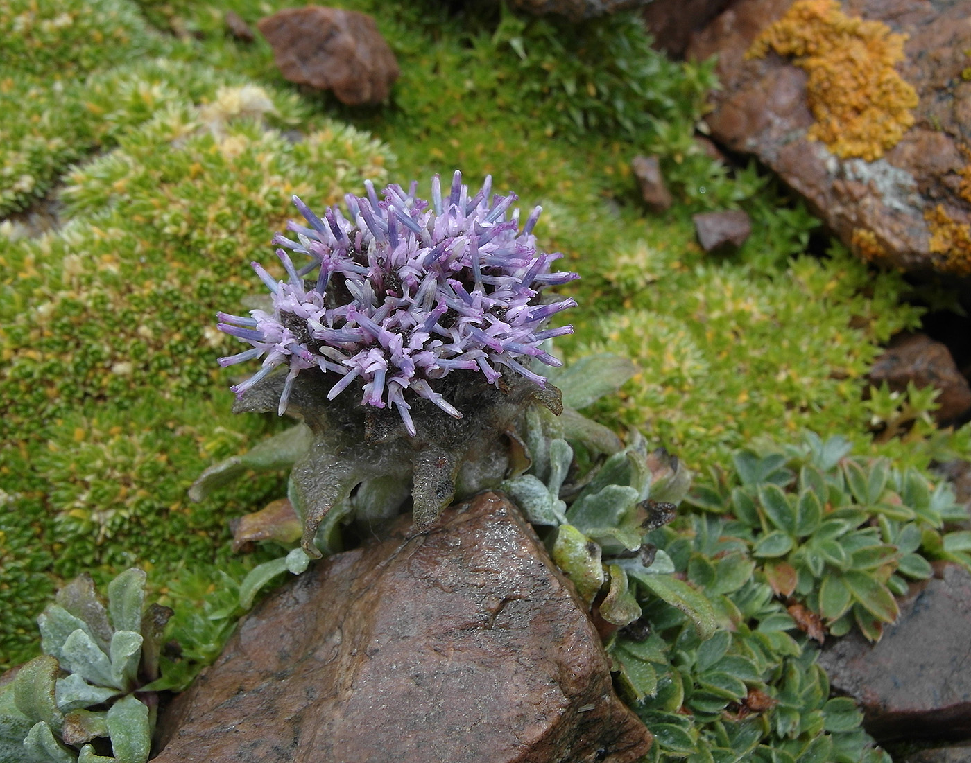 Image of Saussurea gnaphalodes specimen.