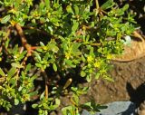 Portulaca oleracea. Часть цветущего растения. Приморский край, Октябрьский р-н, окр. с. Чернятино, дол. р. Раздольная на левом берегу, пойма, на галечниково-илистой отмели. 08.09.2025.