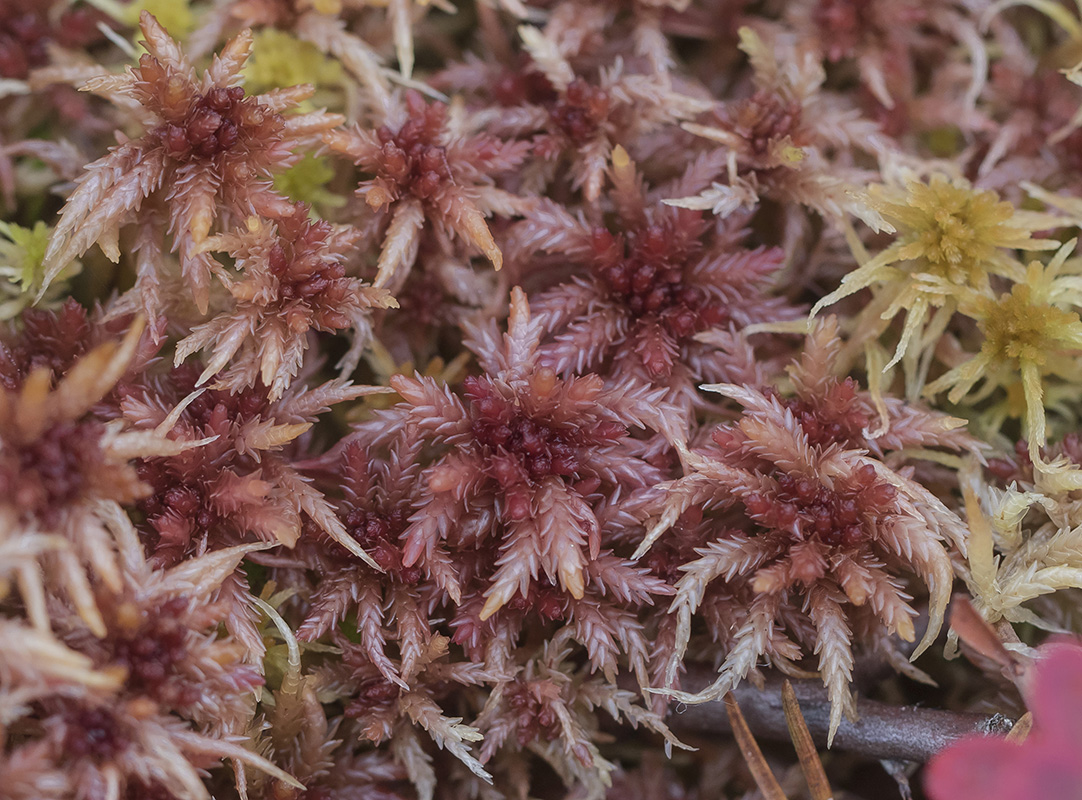 Изображение особи Sphagnum divinum.