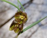 Fritillaria montana