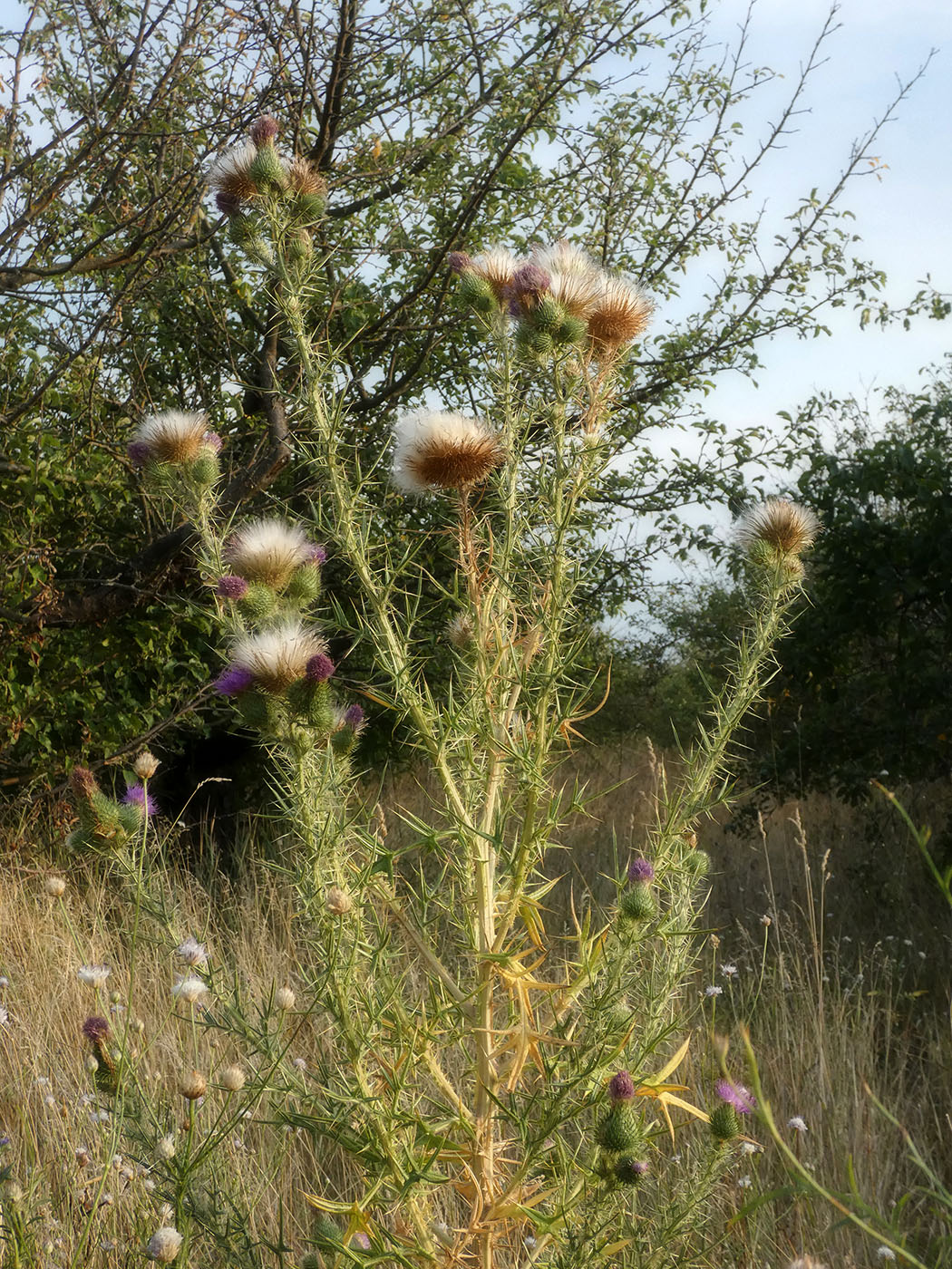 Изображение особи Cirsium vulgare.