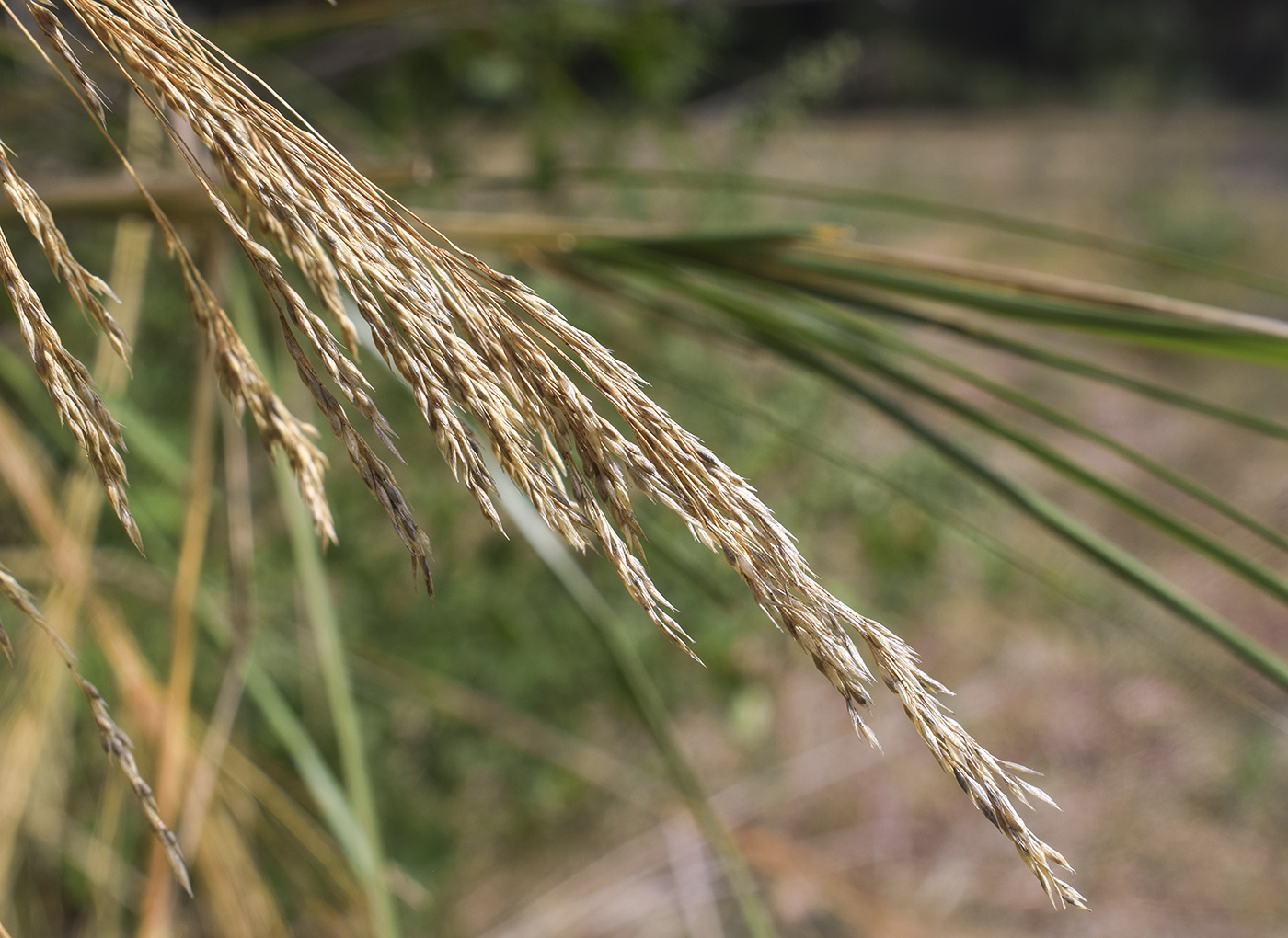 Image of Oloptum thomasii specimen.