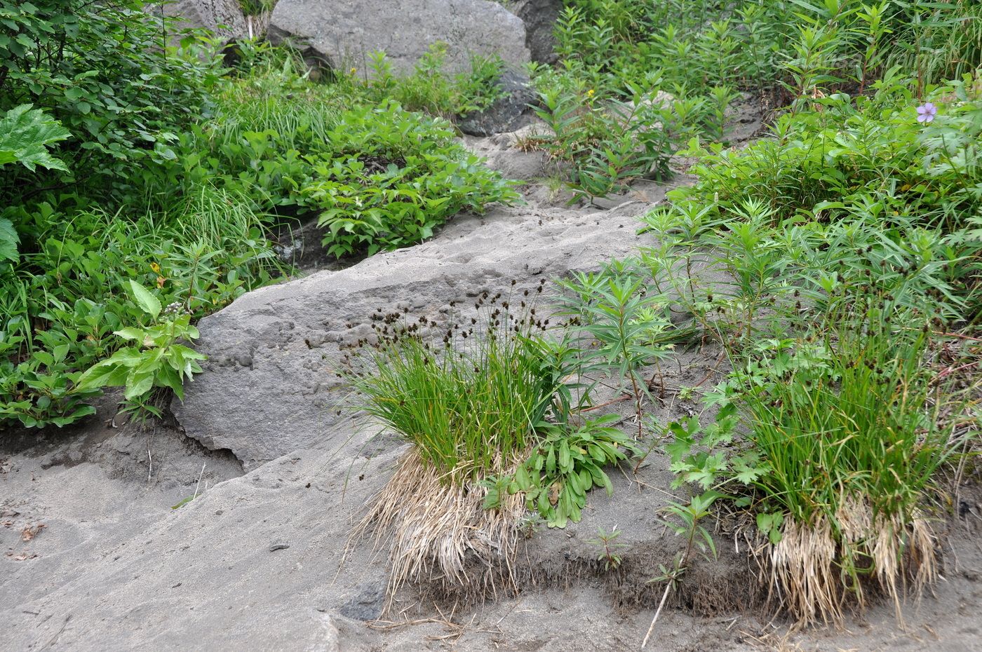 Image of familia Cyperaceae specimen.