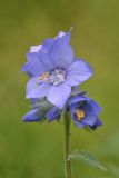 Polemonium acutiflorum. Верхушка стебля с цветками и бутонами. Камчатский край, Мильковский р-н, басс. р. Ср. Авача, вост. берег оз. Безымянного (Медвежьего), ≈ 940 м н.у.м., разнотравный луг. 01.07.2025.