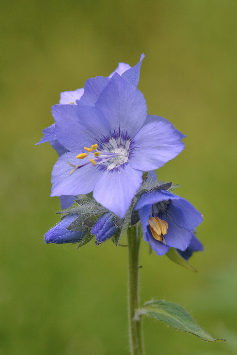Image of Polemonium acutiflorum specimen.