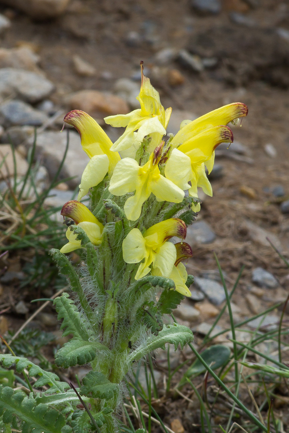 Image of Pedicularis oederi specimen.