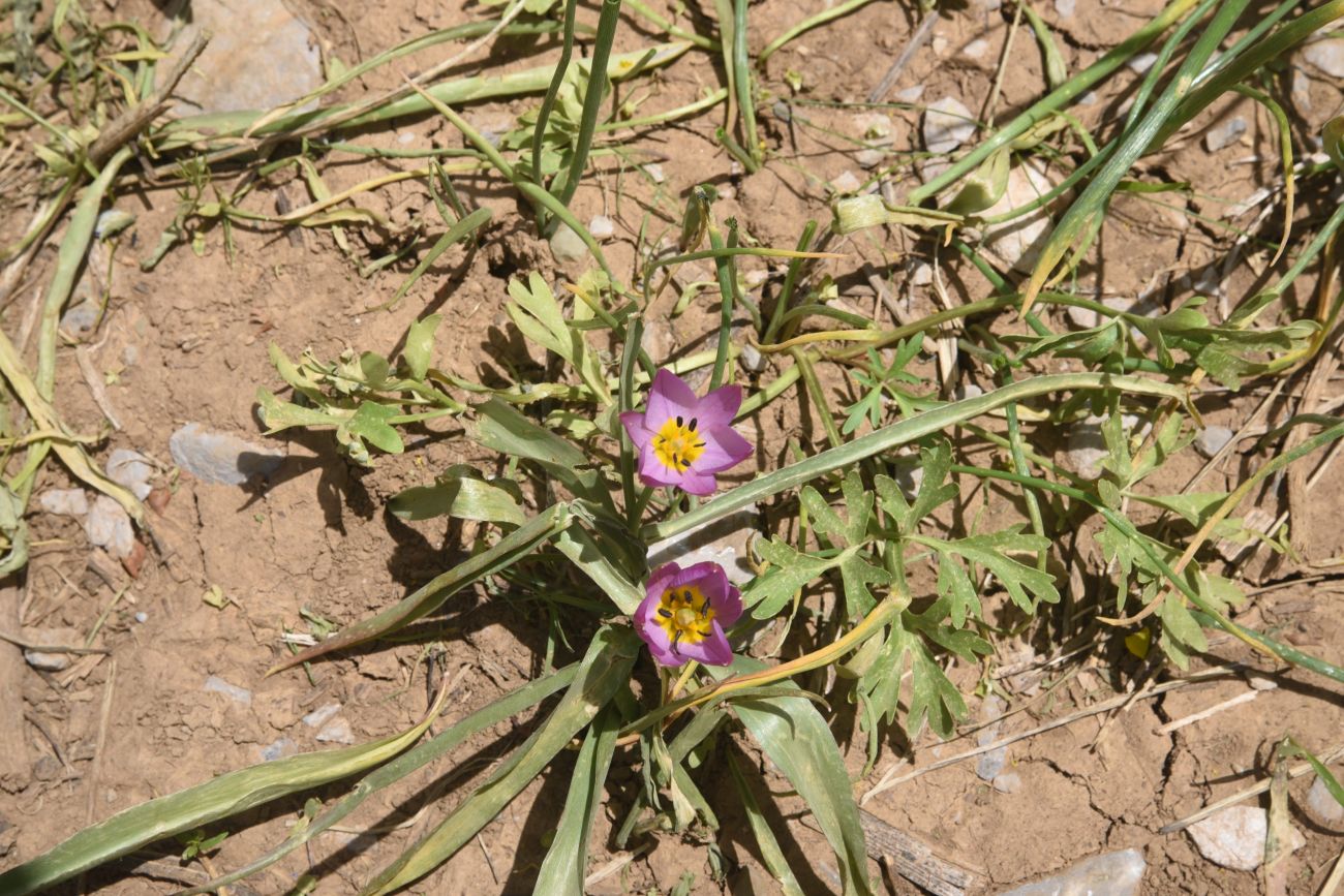 Изображение особи Tulipa humilis.