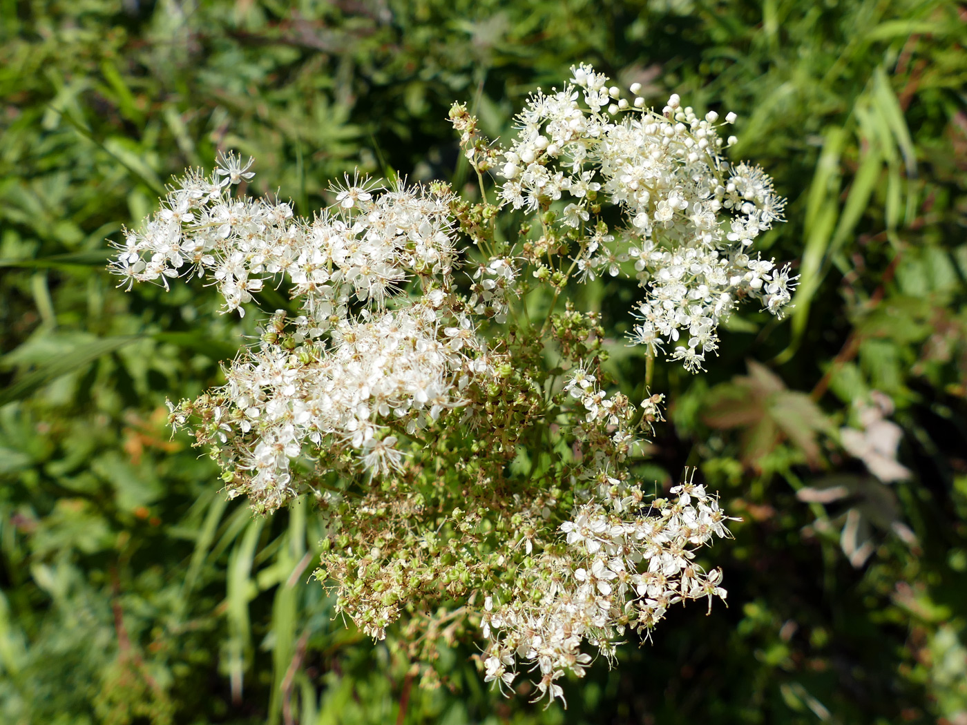 Изображение особи Filipendula ulmaria.