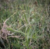 Изображение особи. Автор - Игорь Павлов