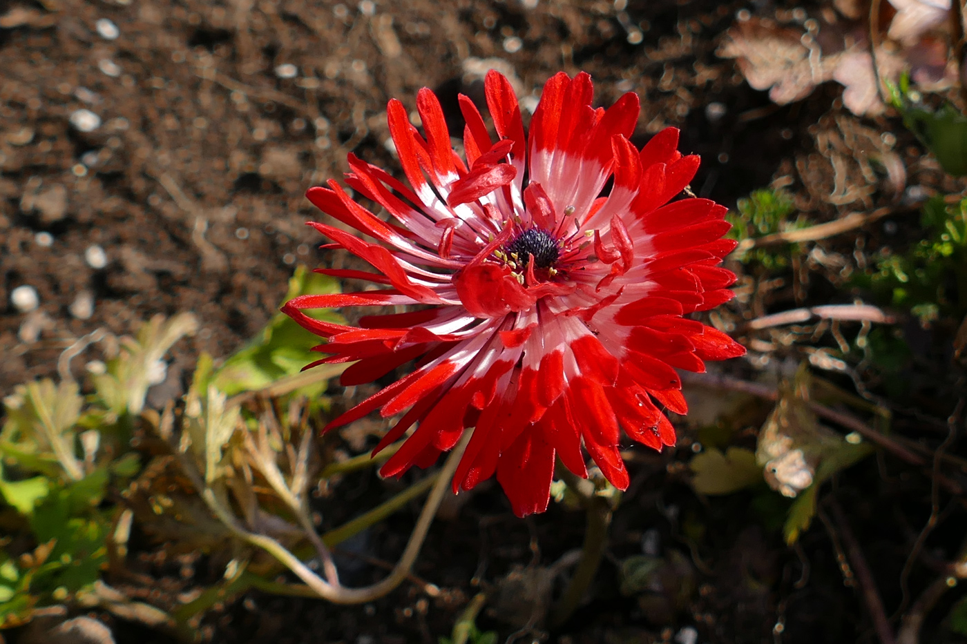 Изображение особи Anemone coronaria.