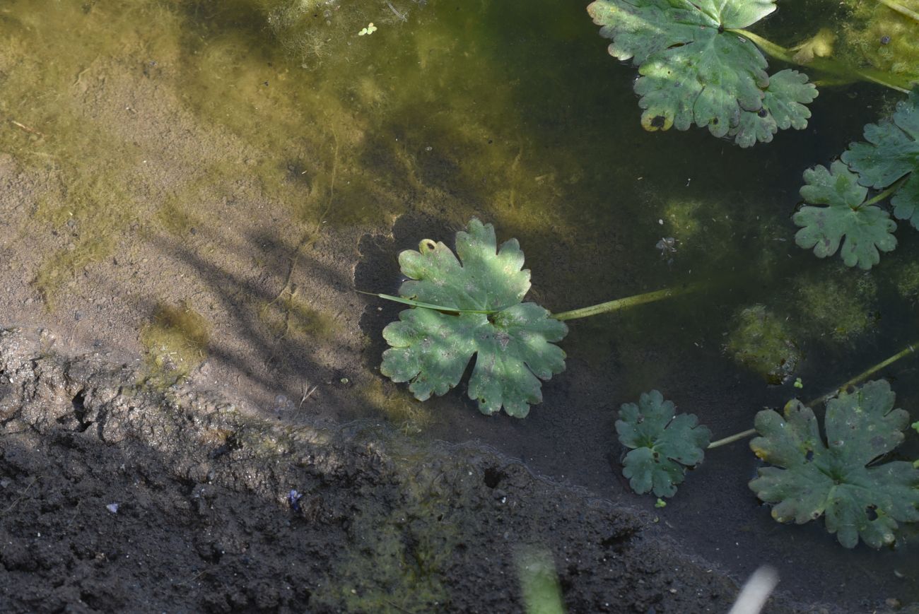 Image of Ranunculus sceleratus specimen.