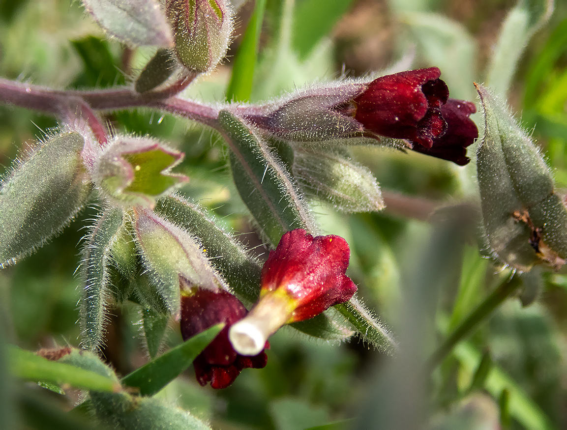 Изображение особи Nonea taurica.
